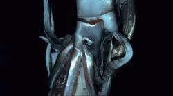 giant-squid-pacific.jpg