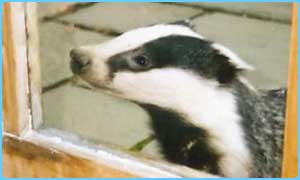 http://www.adverbly.net/main/badgerscary.jpg