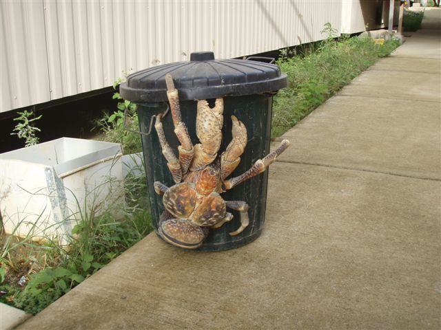 http://www.adverbly.net/main/coconutcrab.jpg